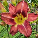 Hemerocallis ×hybrida Antypater