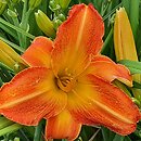 Hemerocallis ×hybrida Gabriela