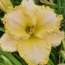 Hemerocallis ×hybrida Poranna Rosa