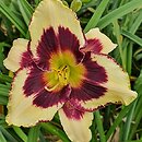 Hemerocallis ×hybrida Sudetic First Violin