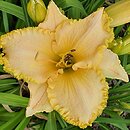 Hemerocallis ×hybrida Wybranka Serca