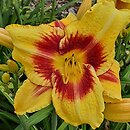 Hemerocallis ×hybrida Circles and Stripes