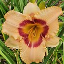 Hemerocallis ×hybrida Rotmistrz Witold Pilecki