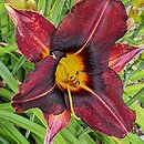 Hemerocallis ×hybrida Adwent