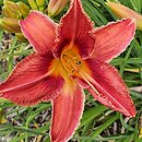 Hemerocallis ×hybrida Śpiący Kotek