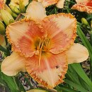 Hemerocallis ×hybrida Klips