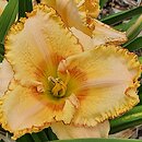 Hemerocallis ×hybrida Piasek Pustyni