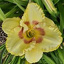 Hemerocallis ×hybrida Wersal