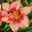 Hemerocallis ×hybrida Sudetic Pink Balet