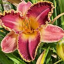 Hemerocallis ×hybrida Kres Czasu