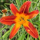 Hemerocallis ×hybrida Brygida