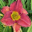 Hemerocallis ×hybrida Brewiarz