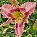 Hemerocallis ×hybrida Jeremi Wiśniowiecki