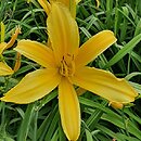 Hemerocallis ×hybrida Małgorzata