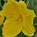 Hemerocallis ×hybrida Koniaków