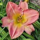 Hemerocallis ×hybrida Honorata