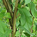 Euonymus phellomanus (trzmielina korkowa)