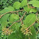 Cornus bretschneideri (dereń Bretschneidera)