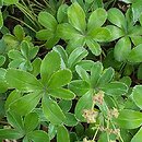 Alchemilla plicata (przywrotnik płaskolistny)