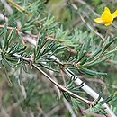 Berberis empetrifolia (berberys bażynolistny)