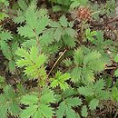 Acaena caespitosa (acena darniowa)