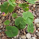 Oxalis depressa