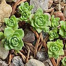 Crassula setulosa ssp. curta var. curta (grubosz Millforda)