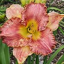 Hemerocallis ×hybrida Clothed in Glory