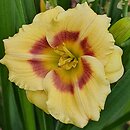 Hemerocallis ×hybrida Jott Wee Dee