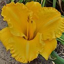 Hemerocallis ×hybrida Ever So Ruffled