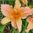 Hemerocallis ×hybrida Lady Inara Cubiles