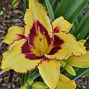 Hemerocallis ×hybrida Panda Bear