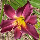 Hemerocallis ×hybrida Indian Giver