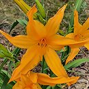 Hemerocallis ×hybrida Valiant