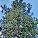 Pinus coulteri (sosna Coltuer'a)