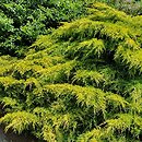Juniperus Ã—pfitzeriana Gold Star