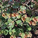 Euphorbia Nothowlee