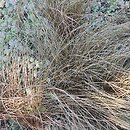 Carex-ozdobne Milchoc