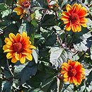Heliopsis scabra Red Shades