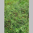 znalezisko 20220731.3.22 - Cerasus fruticosa (wiśnia karłowata); Śląski Ogród Botaniczny w Radzionkowie