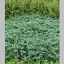 znalezisko 20220731.1.22 - Juniperus horizontalis ‘Blue Chip’; Śląski Ogród Botaniczny w Radzionkowie