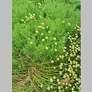 znalezisko 20220813.58.22 - Santolina rosmarinifolia (santolina rozmarynolistna); Arboretum Kostrzyca