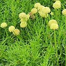 santolina rozmarynolistna (Santolina rosmarinifolia)