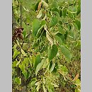 znalezisko 20220813.47.22 - Tilia japonica (lipa japońska); Arboretum Kostrzyca