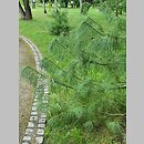 znalezisko 20220813.42.22 - Pinus wallichiana (sosna himalajska); Arboretum Kostrzyca