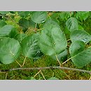znalezisko 20220813.37.22 - Betula utilis ssp. jacquemontii (brzoza pożyteczna odm. Jacquemonta); Arboretum Kostrzyca