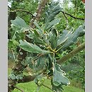 znalezisko 20220813.34.22 - Quercus robur ‘Argenteomarginata’; Arboretum Kostrzyca