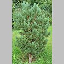 znalezisko 20220813.30.22 - Pinus sylvestris ‘Watereri’; Arboretum Kostrzyca
