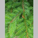 znalezisko 20220813.16.22 - Picea rubens (świerk czerwony); Arboretum Kostrzyca