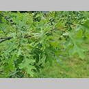 znalezisko 20220813.14.22 - Quercus velutina (dąb barwierski); Arboretum Kostrzyca